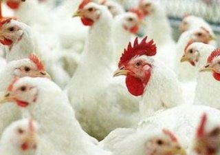В Акмолинской области активно развивают мясное направление птицеводства