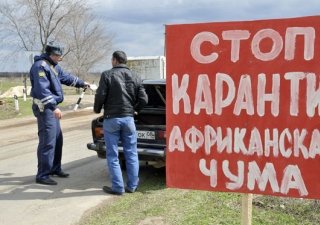 В России ведут борьбу с АЧС