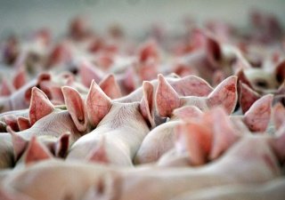 Агрофирма "Респект" запустила полный цикл производства и реализации свинины в Ростовской области