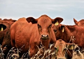Производство птицы и скота на треть увеличиться на Кубани до 2020-го года