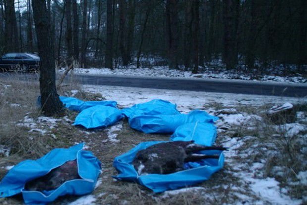 АЧС в Польше: За мертвых кабанов заплатят