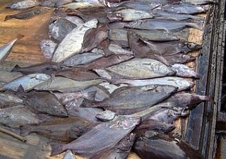 Испанским ученым удалось удвоить срок хранения мороженой скумбрии и ставриды