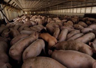Из-за АЧС Россия может ограничить поставки свинины из Евросоюза