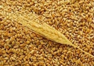 Продавать зерно выгоднее в азиатской части РФ
