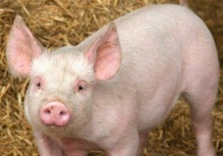 Белоруссия может запретить поставки из РФ кормов для животных