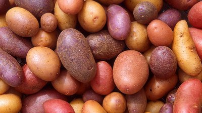 В Берлин полетит астраханский картофель