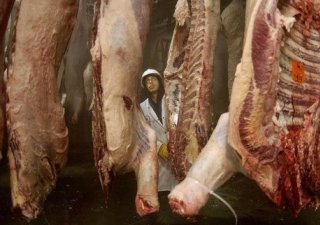 Агропредприятиям Пермского края даются стимулы к развитию мясного скотоводства