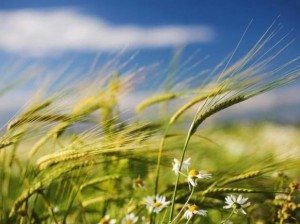 В России повысятся штрафы за неиспользование сельхозземель