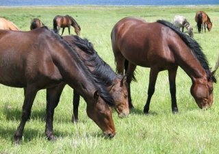 Николай Коваленко оценил развитие коневодства в Башкирии