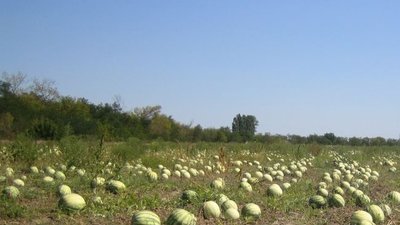 Пашня – для дела, бахча – для души