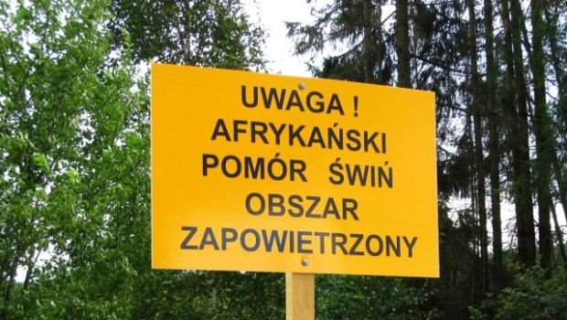 В Польше в рамках борьбы с АЧС требуют отстреливать кабанов в заказниках