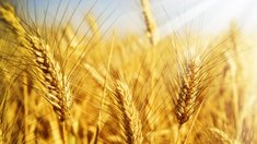 Минсельхоз определил минимальные уровни цен на зерно урожая 2016 года