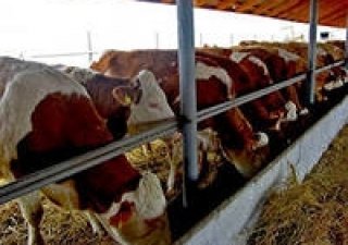 В Оренбургской области подвели итоги в животноводческой отрасли