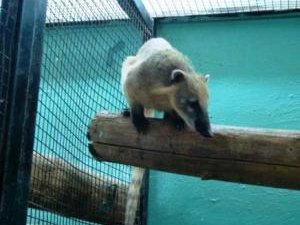 Партию зоопарковых животных отправили из Новосибирска в Узбекистан.