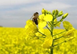 Украинский рапс становится более востребованным