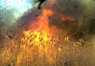 МЧС Краснодарского края обеспокоено высокой вероятностью пожаров в полях