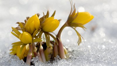 Ранняя весна – ранний дачный сезон