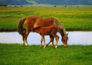 Якуты активно развивают коневодство