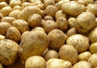 Тамбовские аграрии увидят картофель насквозь