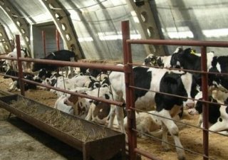 В 2014 году в Иркутской области появится 5 молочных ферм