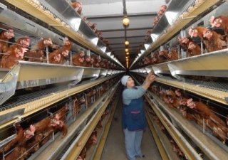 Закрылась очередная птицефабрика в Самарской области