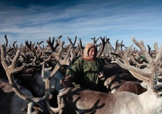 В Княжпогостском районе Коми ожидают стадо ямальских оленей