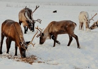 Ситауция с падежом ямальских оленей от голода стабилизируется