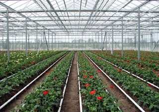 Голландцы планируют построить в Казахстане теплицы