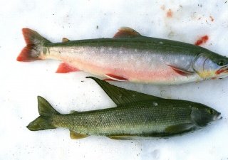 В Приморье обнаружили 60 тонн просроченной рыбной и мясной продукции