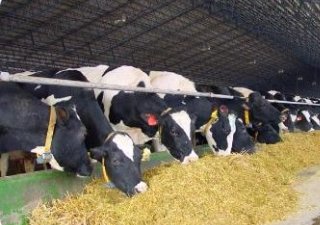 Украинские предприниматели стали активнее заниматься животноводством — Госреестр