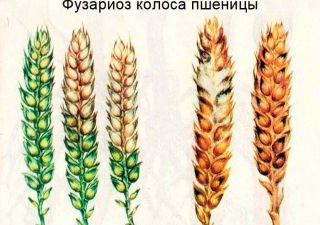 Здоровые семена – залог хорошего урожая!