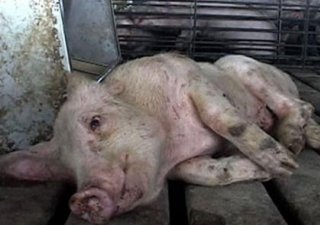В Псковской области зарегистрирован новый случай АЧС