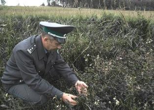 О наложении карантина по повилике тимьяновой в Руднянском районе Смоленской области
