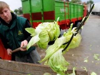 Убытки европейских фермеров от закрытия российского рынка превысят 1 млрд евро