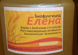 Начальник отдела семеноводства и защиты растений Омского референтного центра Россельхознадзора Оксана Стребкова:  «Чтобы увеличить всхожесть семян, их нужно замочить в биологических препаратах»