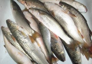 Хамса, тюлька и бычки — основа сырьевой базы рыболовства в Азовском море на ближайшие годы