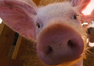 Россельхознадзор отменил запрет на поставки в РФ свиноводческой продукции для 10 белорусских предприятий