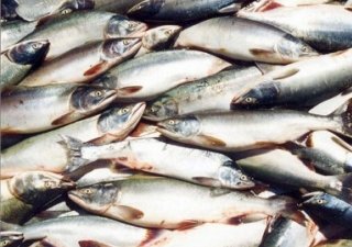 В Ненецком автономном округе активно развивается рыбная отрасль