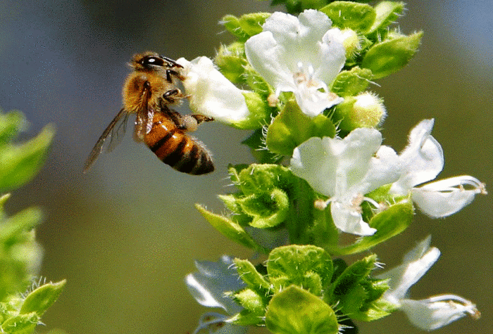 Профилактика отравлений пчел пестицидами