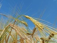Минсельхоз выразил готовность и дальше оказывать господдержку зарубежным компаниям