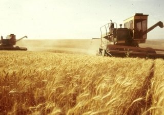 Калининград возвращает себе хлебную славу Пруссии