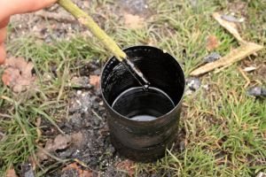 Дёготь Берёзовый (берестовый) от производителя