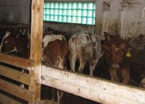 ООО «Садовод» оштрафовано за реализацию мяса без ветеринарно-санитарной экспертизы