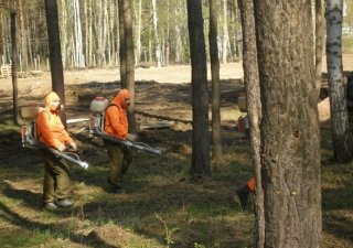 В Тюменской области приступили к обработке лесов от шелкопряда