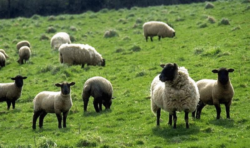 Над новой породой  овец работают ученые и аграрии Ставрополья