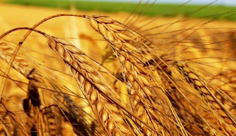 Украина: Предварительные оценки урожая зерновых и масличных в 2014г.