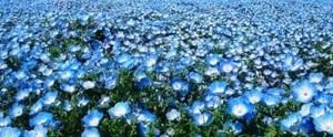 Семена льна сорт Небесный