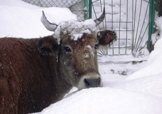 107 миллионов рублей господдержки получили якутские фермеры