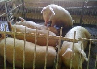 О неисполнении смоленским свиноводческим предприятием обязательных требований ветеринарного законодательства