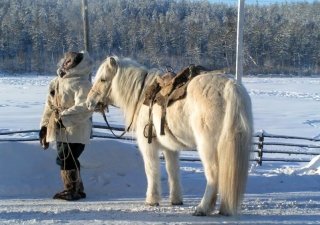 Егор Борисов продвигает якутских лошадей